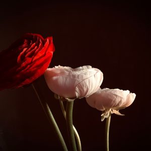 Tropical Palm & Anthurium Mix