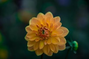 Blushing Beauty