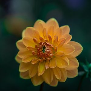 Blushing Beauty