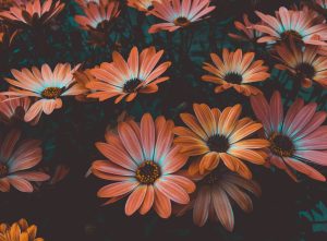Charming Poppy & Daisy Mix