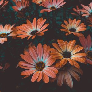 Charming Poppy & Daisy Mix